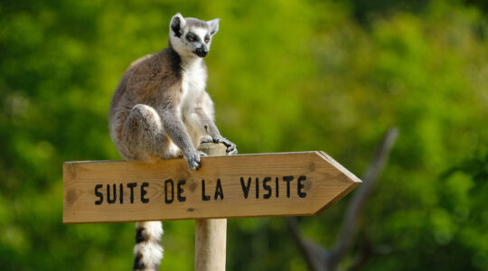 parc zoo à Lyon.jpg