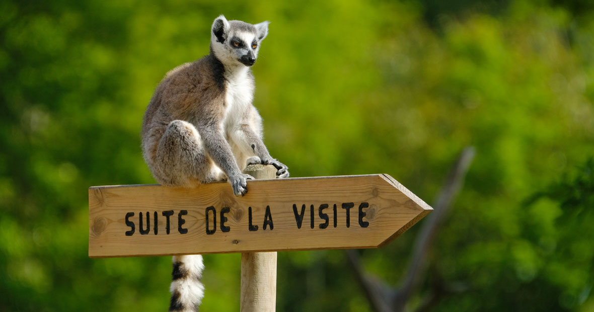 parc zoo à Lyon.jpg